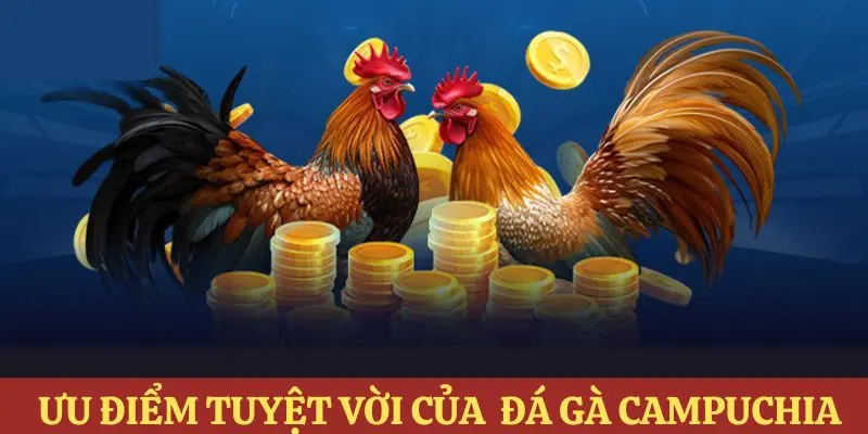 Những ưu điểm tuyệt vời có thể thấy ở đá gà Campuchia 188bet