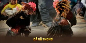 đá gà thomo 188bet