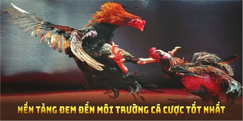 Nền tảng đem đến môi trường cá cược tốt nhất 