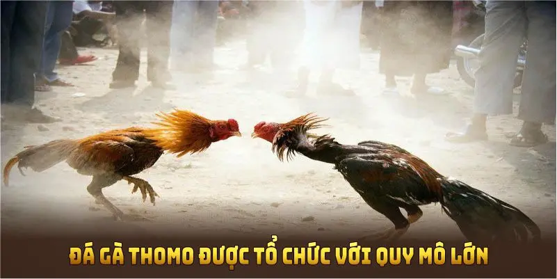 Đá gà Thomo được tổ chức với quy mô lớn, tính hợp pháp cao